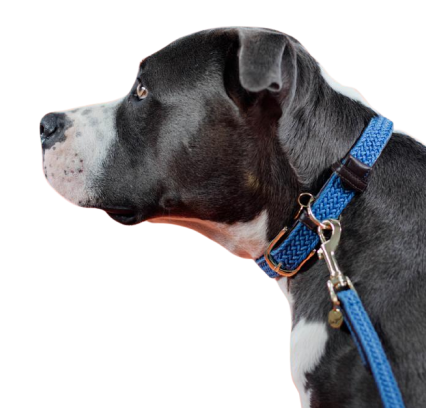 COLLIER NYLON 10MM BLEU .