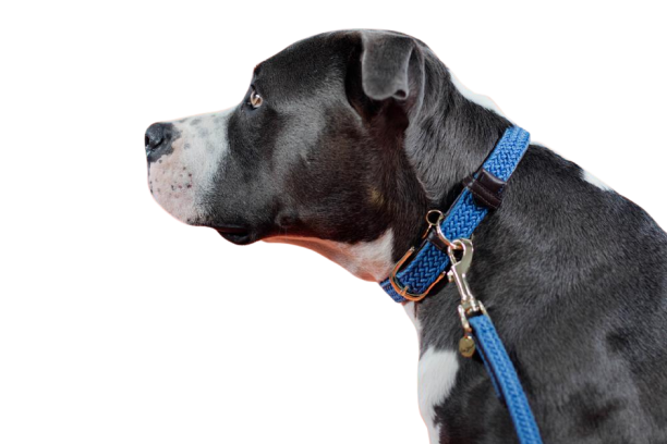 COLLIER NYLON 10MM BLEU .